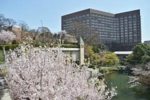 Spring in Japan: Cherry Blossoms and the Sea of Clouds at Hotel