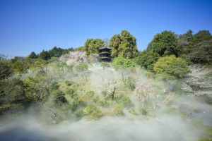 The Tokyo Sea of Clouds during cherry blossom season